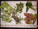 Ultimate Floating Plants Pack! 27 * Great aquarium plants from 5 tough species!