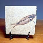 Fossil fish on matrix. Circa 48 m.y.o. Species  Knightia. 4060