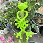 5PCS Tomato Plant Support Stand Garden Vine Gadgets for Indoor Pots Planters UK