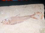 DIPLOMYSTUS FOSSIL FISH FOR SALE