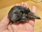 Magpie Head Skull  (Pica Pica) Crow Corvid Preserved Taxidermy Goth Curiosities 