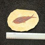 Fish Fossil on Natural Stone Matrix Slab, Natural Shape, Unpolished Finish