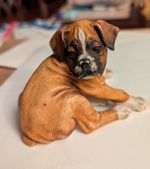 Cute Frenchie Dog Resin. Hand Painted Figurines Ornament