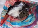Guinea pig Large Cuddle Snuggle Pouch fleece outer fabric inner Chucklebunnies