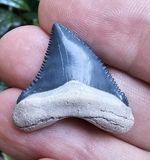 GEM Juvenile Bone Valley Chubutensis Shark Tooth Fossil Not Megalodon