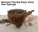 Natural Dried Sea Sponge Nautical Coastal Home Decor