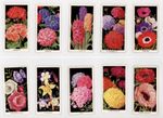 Carreras Flowers 1936 Cigarette Cards 41/50 Amateur Gardening Vintage