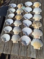 Extra Large Atlantic Scallop seashells. 12-13 cm.  For Crafts & Culinary use