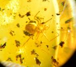 Big Spider In Dominican Amber Fossil Stone Gem Authentic (0.6 g)a1832