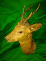 MELANISTIC (Dark Fur) ROE BUCK Deer Antler Trophy Hunting Taxidermy
