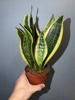 Sansevieria trifasciata Laurentii ‘Superba’ Snake Plant - 35cm in 12cm Pot
