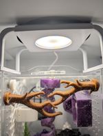 3d Printed LED Lights Stand Acrylic Enclosures Jumping Spider Preying Mantis