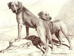 1930s Antique Rhodesian Ridgeback Print Rhodesian Ridgeback Art Decor 6645j