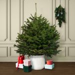 Nordmann Fir Pot Grown Christmas Tree - Real Living Evergreen Potted Xmas Plant