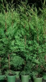 15X GREEN LEYLANDII HEDGING CONIFER PLANTS 2 LT POTS HARDY TREES 2.5-3 FOOT TALL