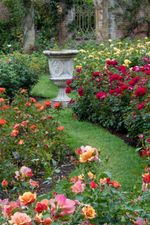 Garden roses plants (bare root plants)