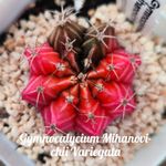 Live Cactus-Rare Cactus-Gymnocalycium mihanovichii variegated ZCsucculents