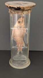 ANTIQUE VICTORIAN FISH TAXIDERMY IN GLASS DOME UNUSUAL RARE PIECE MARINE LIFE