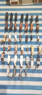 Schleich Horse Bundle