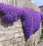 Aubretia Royal Blue x 12 PLUG PLANTS PREORDER