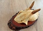 vintage Real  Skull with Horns, white bone, animal skull. Original 1920-30. 332