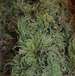 Welsh Fresh Live Moss