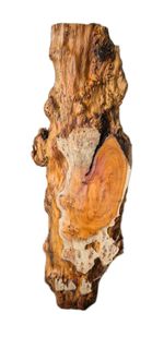 Character Yew Live Edge Slab  Air Dried burr  