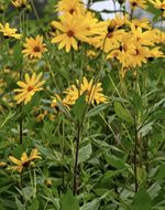 5 x Jerusalem Artichoke Tubers - Heavy Cropper Autumn /spring Planting