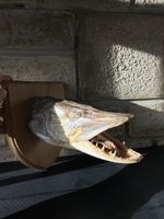 Taxidermy Pike Fish Wooden Wall Mount Great Condition
