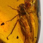 COCKROACH in Burmese / Burmite amber fossil / 100% genuine amber 