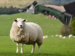 Cordless Outback Sheep Shearer 🐏Masterclip Sheep Clipper with Dagging Blade