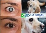 Holistic & the best cataract eye drops. For people & pets, 2% N-Acetyl-Carnosine