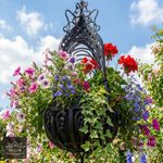 Stunning Large Ornate Hanging Basket Lush Black Metal Scrolling Planter Basket