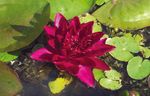 Burgundy Princess water lily - pond plants - DW01