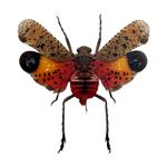 Orange Lantern Fly (Penthicodes pulchella) Bug Insect Specimen Indonesia