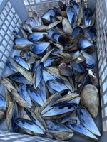 80 hinged shells (160 single shells) Mussel Shells Beach Seashells Blue South