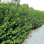 100 Green Privet Plants 3-4ft Tall, Evergreen Hedging, Grow a Quick, Dense Hedge
