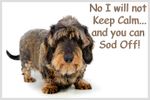 Wirehaired Dachshund Dog Funny Fridge Magnet New Birthday Gift