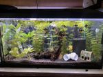 110 litre fish tank With Contents