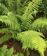 5 X LARGE Dryopteris atrata  (Male Fern) Free Postage. UK SELLER.