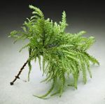 Tree Moss - Thamnobryum Alopecurum - X4 -  Rare - Terrarium - Vivarium Etc.