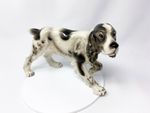 Wien Kermos Black and White Springer Spaniel, Hunting Dog 