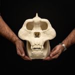 Gigantopithecus Skull Replica Life Size Prehistoric Giant Ape Fossil Skull