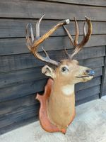 Vintage French Stag Deer Taxidermy On  Mount Hardwood