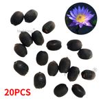 Lotus Flower Seeds Nelumbo nucifera Aquatic Water Lily Sacred Plant Pond Seeds