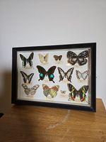 collection of butterflies from different countries, 12 butterflies 36x26