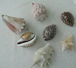 Vintage Large Natural Sea Shells Job Lot Exotic Ocean Tiger Cowrie Murex Decor B