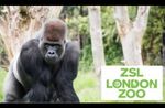 LONDON ZOO TICKET x 1 