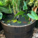 SMALL Watertight 100% GUARANTEED  -Oak half barrel planter patio MINI POND