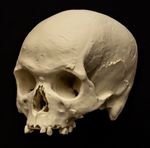 Human Skull Replica Real Scan Life Size Anatomical Skull Model Museum Oddities